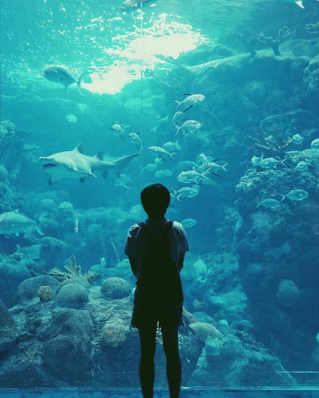 Dean Keeley standing in front of a multi-story aquarium featuring sharks, exotic fish, and coral.